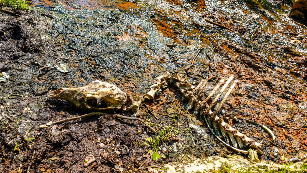 阿寒川 フレの湯・手水の湯 鹿の骨