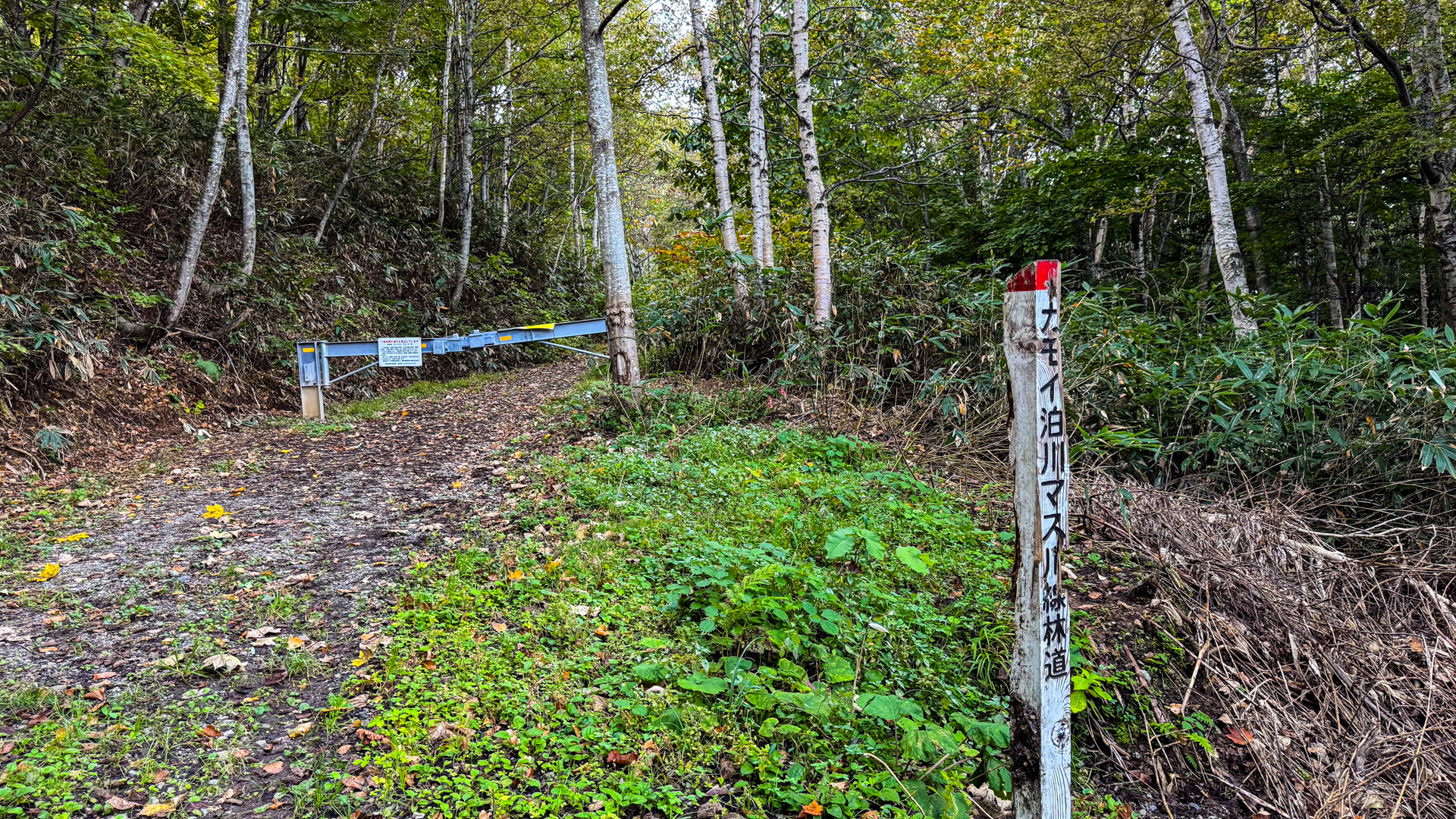 金華湯 カモイ泊川マス川線林道