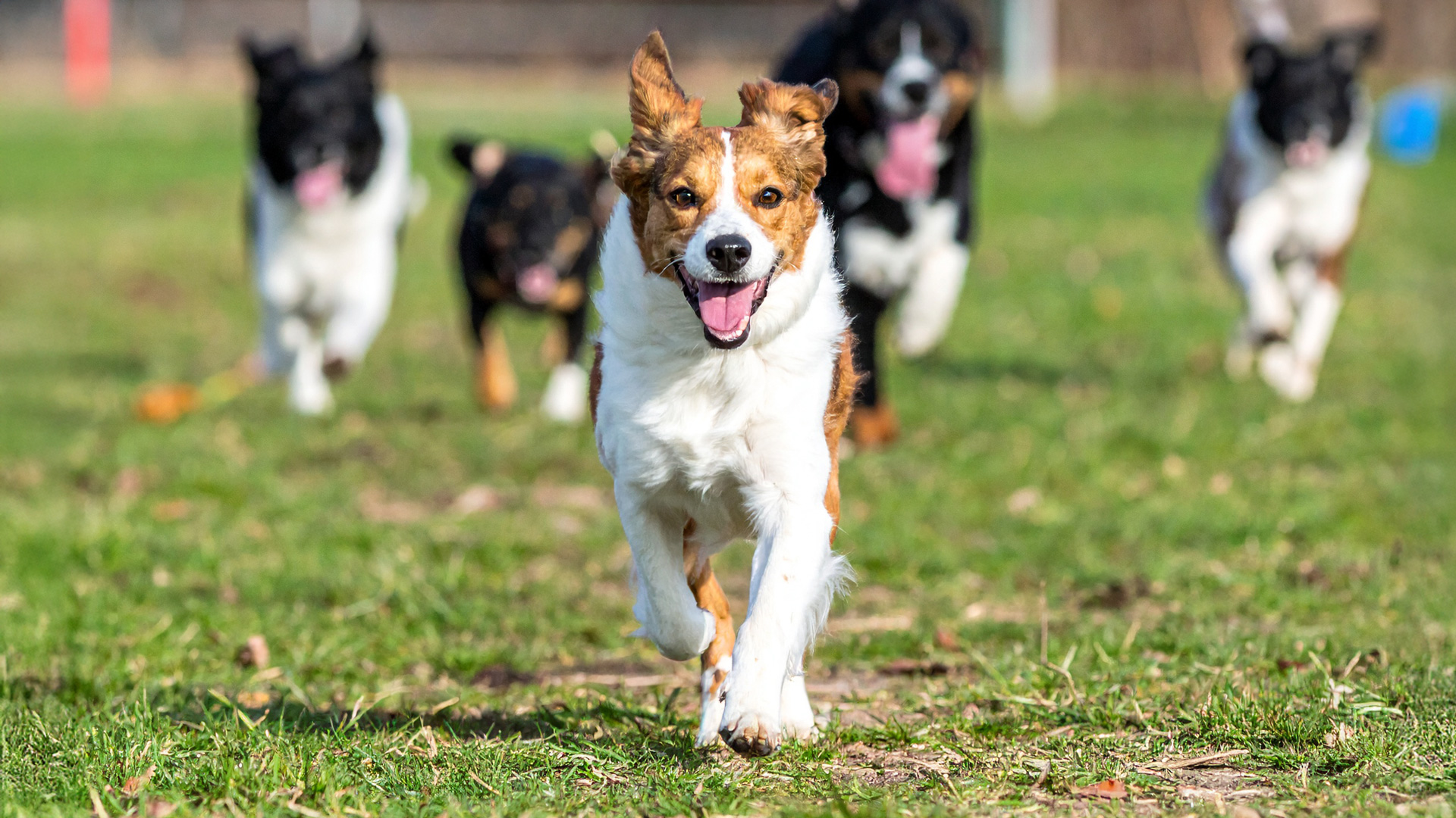 ドッグランのマナー